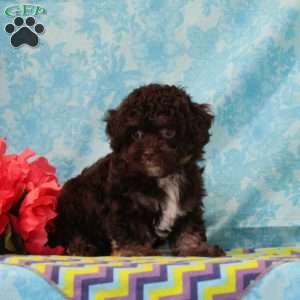Fox, Toy Poodle Puppy